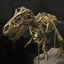 Lade das Bild in den Galerie-Viewer, 70cm Dinosaurier T-Rex Skelett zum Selbstbauen kaufen
